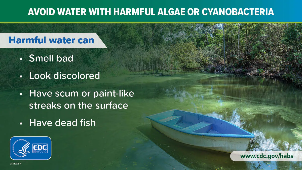 Avoid water with harmful algae or cyanobacteria: 1200x675 How to identify harmful algal bloom or cyanobacteria in water