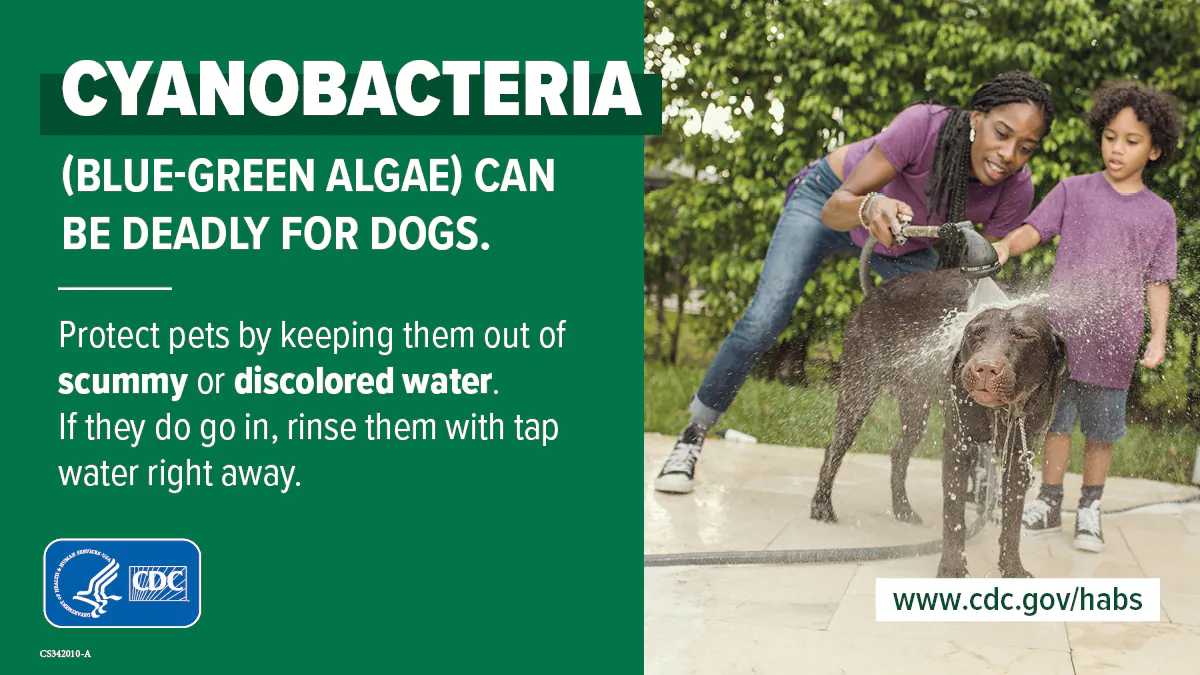 Cyanobacteria (blue-green algae) can be deadly for dogs: 1200x675 How to protect pets from cyanobacteria (blue-green algae)