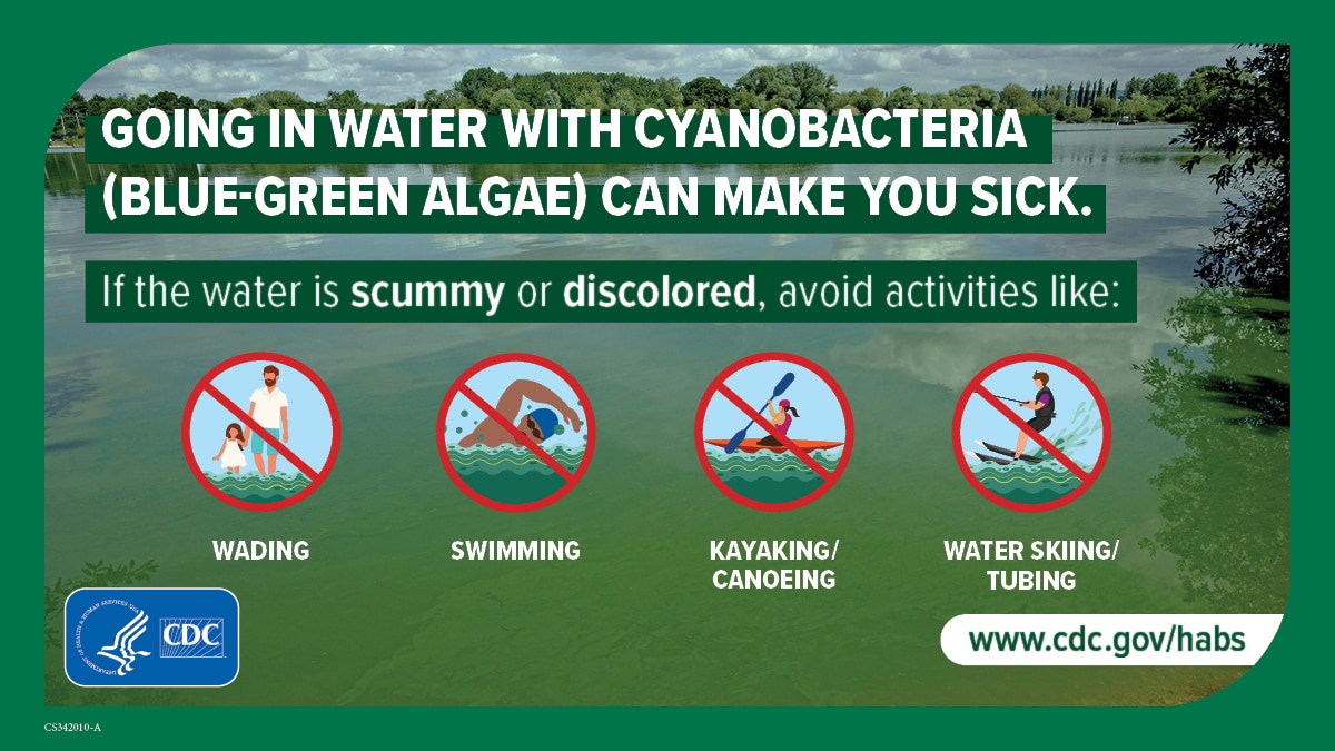 Going in water with cyanobacteria (blue-green algae) can make you sick: 1200x675 Activities to avoid when water is scummy or discolored