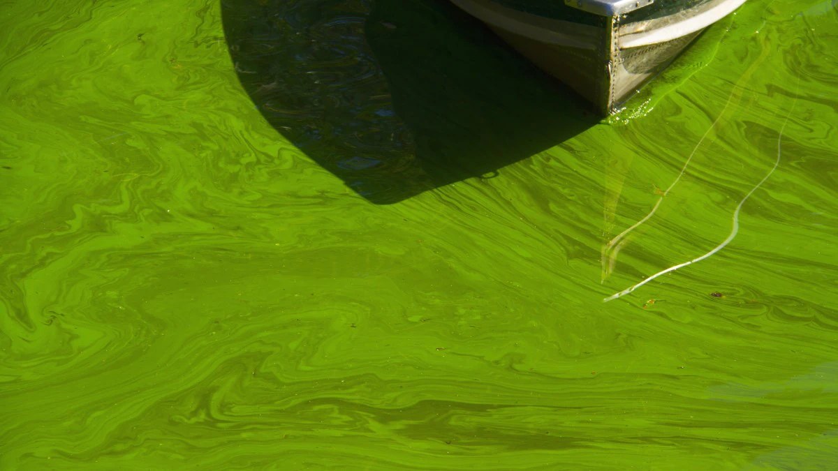 Tip of boat in green water Tip of a metal boat in bright green, algae-covered water