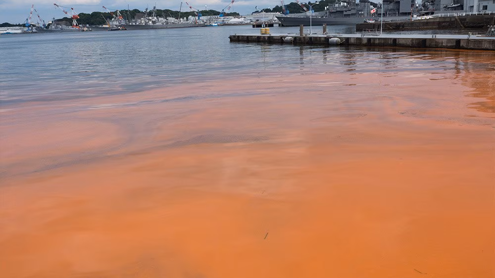 Red-orange bloom in marina Marina with a red-orange bloom of algae in the foreground and docks and boats in the background