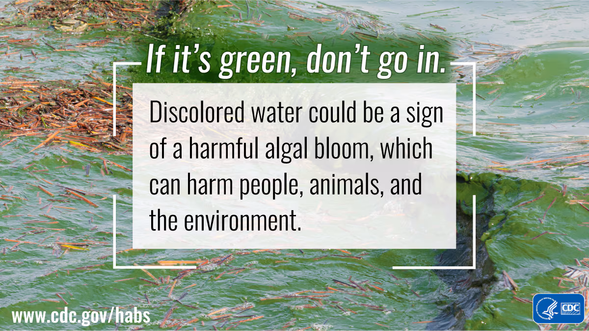 If it's green, don't go in: 1200x675 Avoid discolored water, which can pose risks to people, animals, and the environment