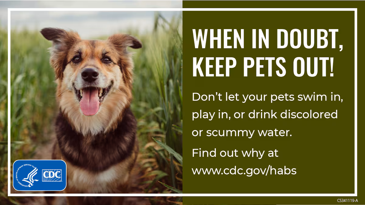When in doubt, keep pets out: 1200x675 How to protect your pets from harmful algal blooms
