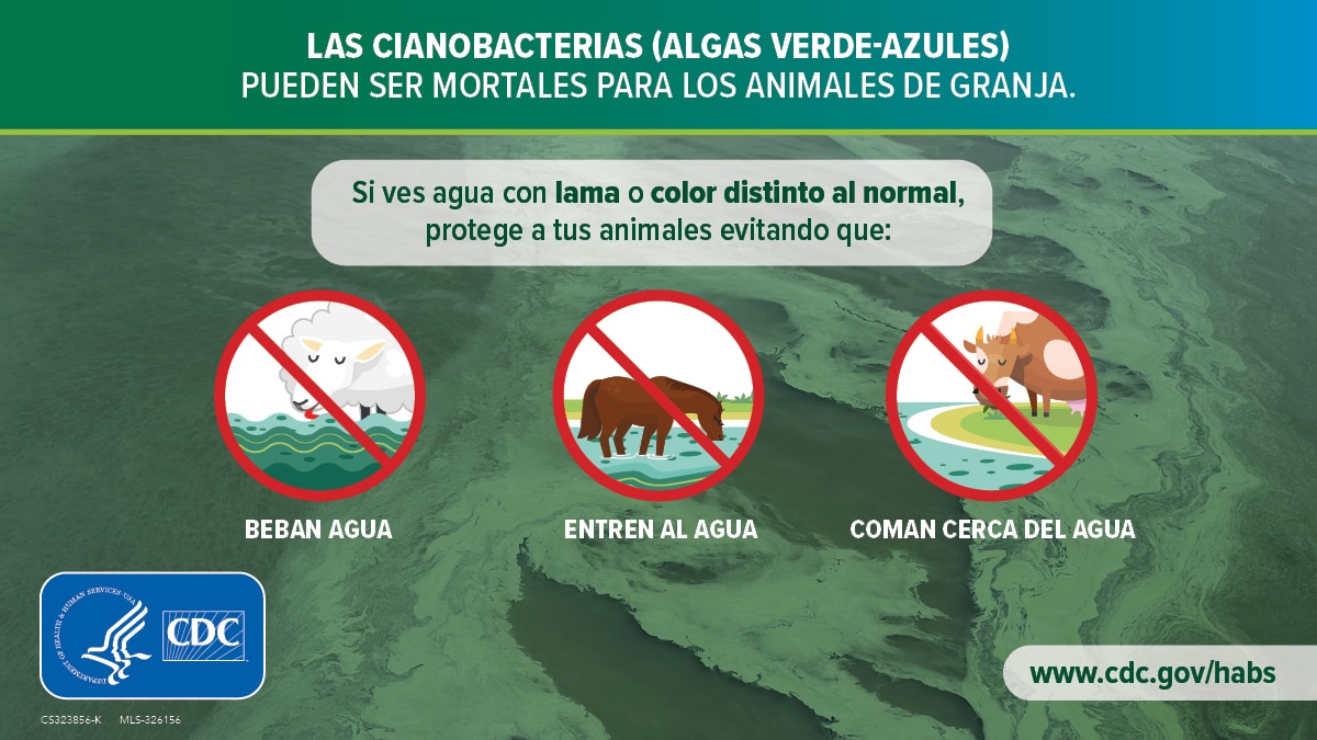 Cyanobacteria (blue-green algae) can be deadly for farm animals: Spanish 1200x675 Activities farm animals should avoid in scummy and discolored water