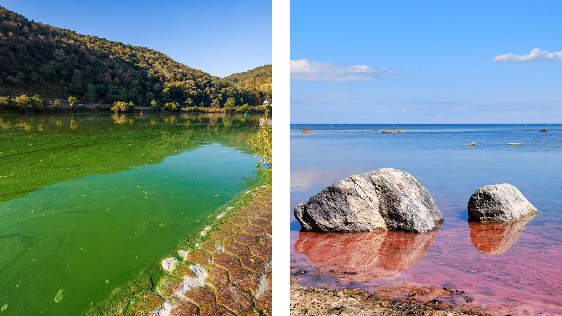 River with bright green, streaky water on the left and sea with bright pink, streaky water on the right.