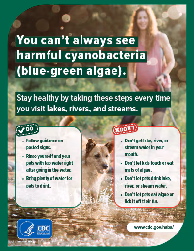 Small image of You can’t always see harmful cyanobacteria