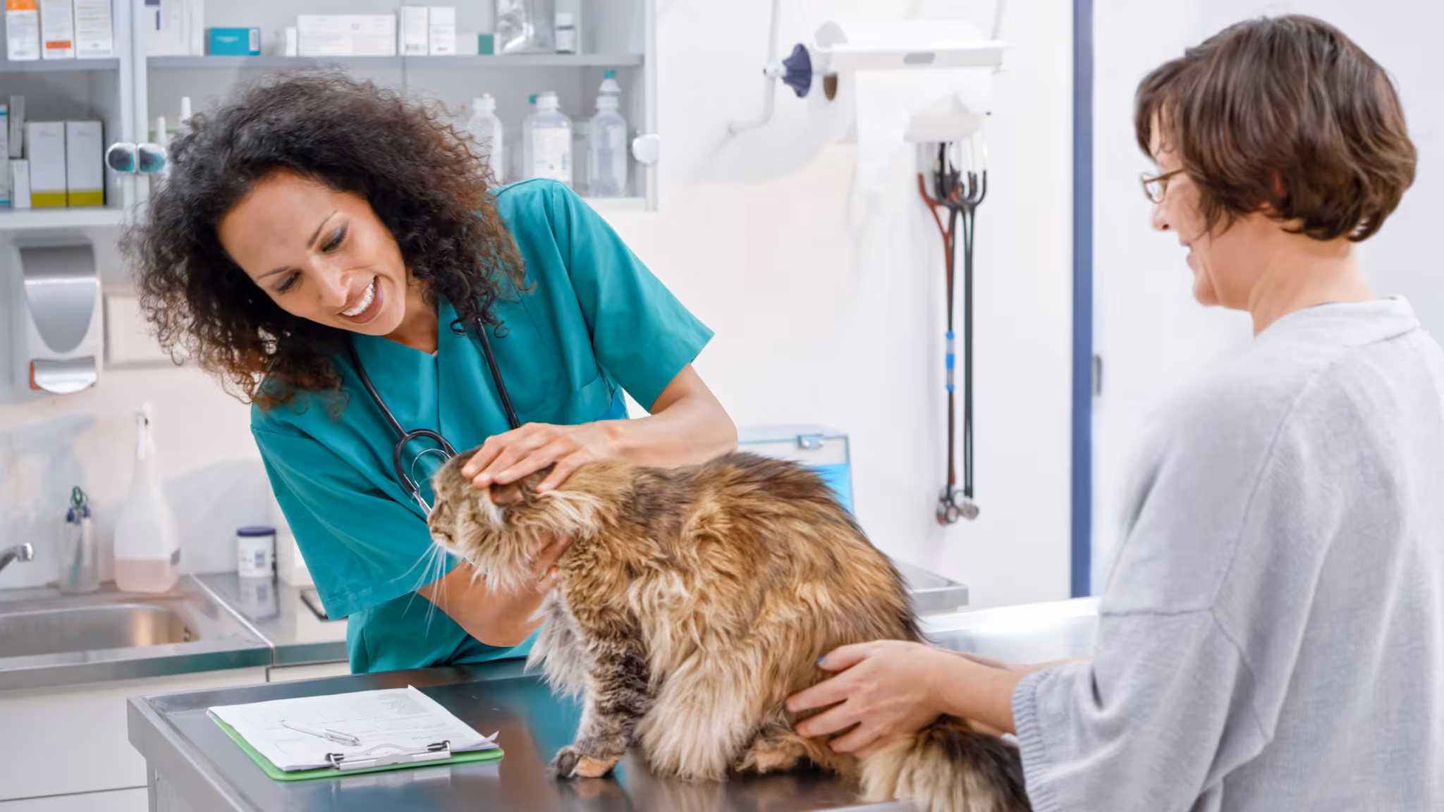A female veterinarian examines a cat as the owner watches