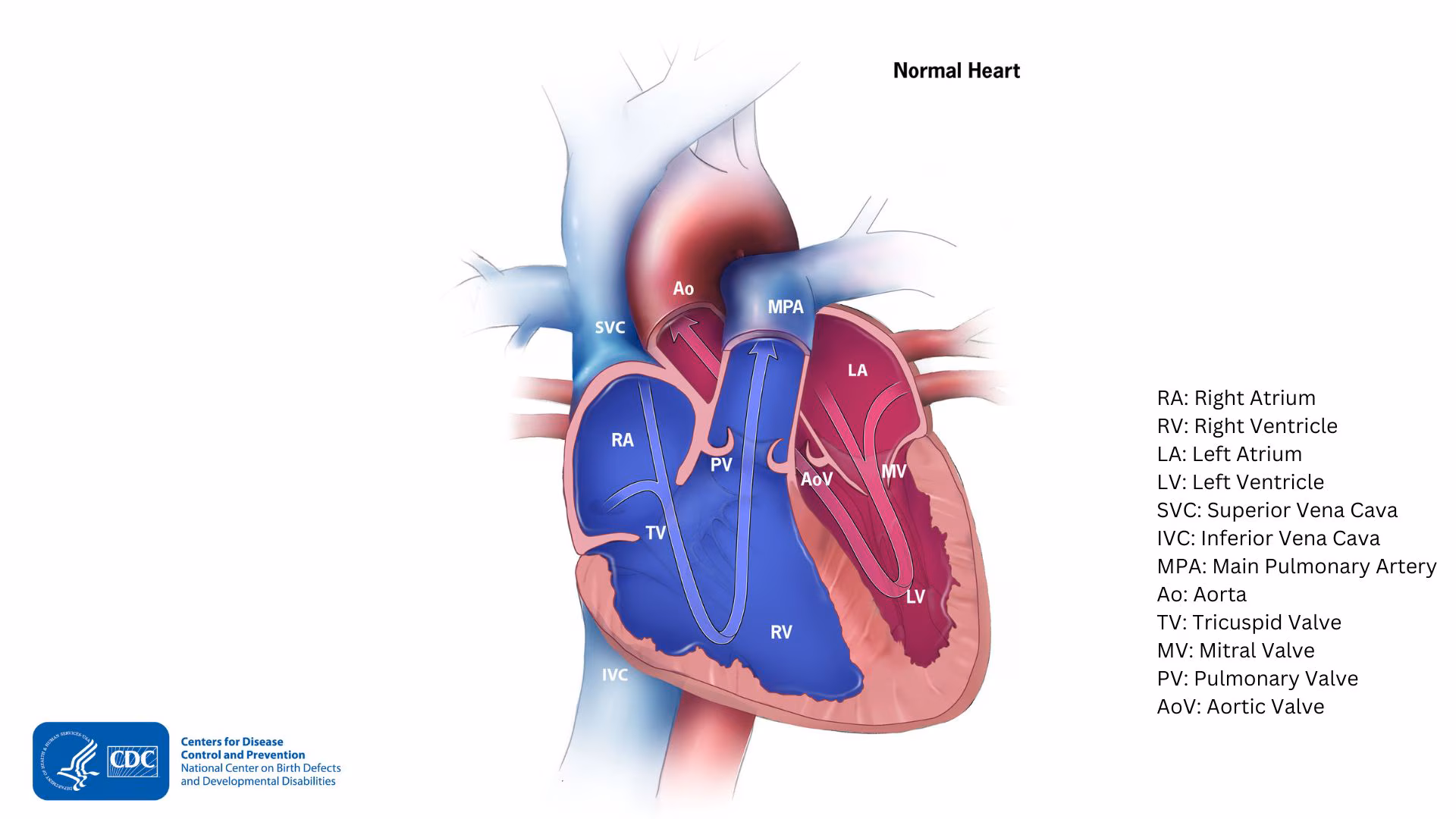 — title missing — Diagram of a normal heart