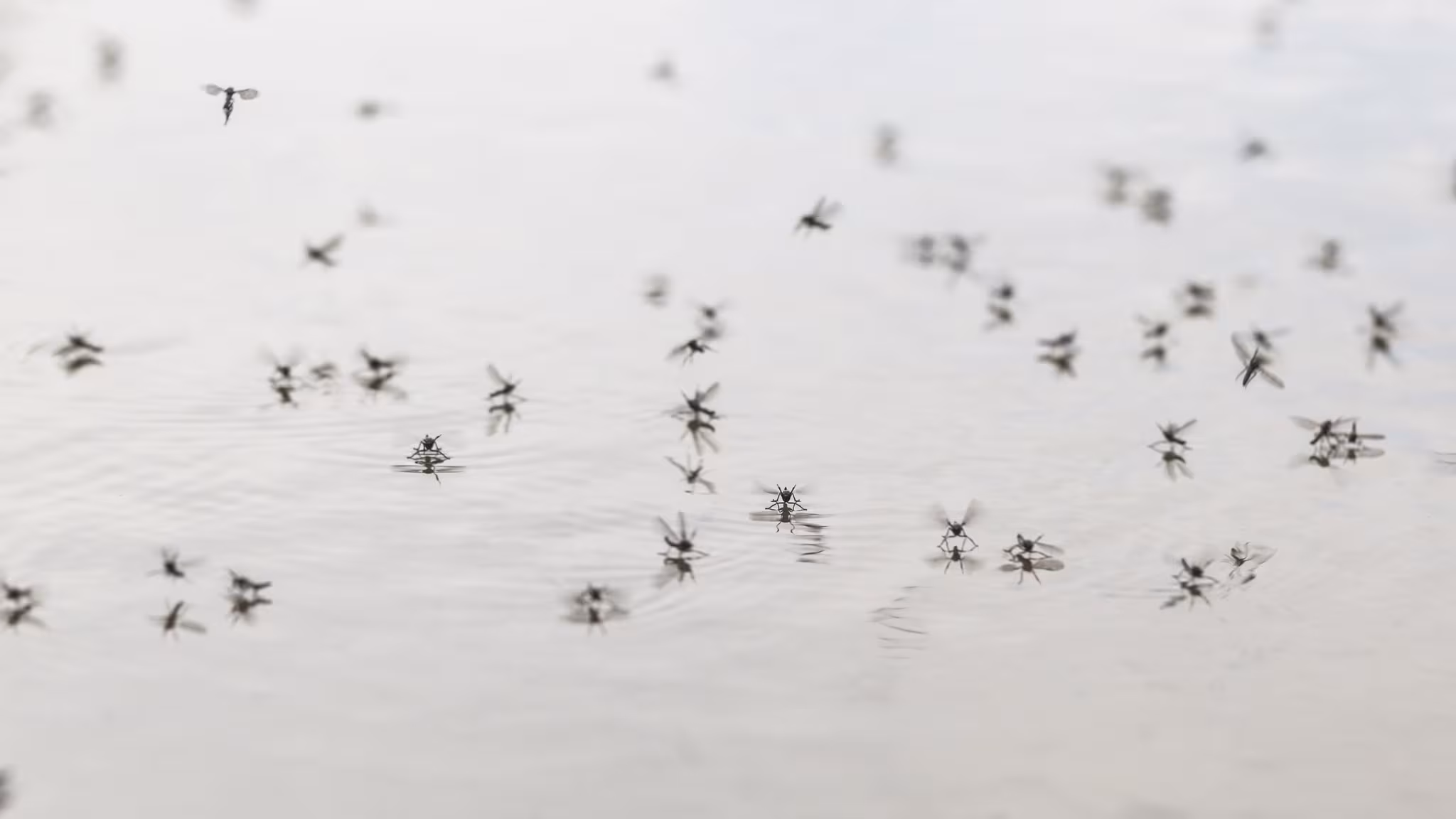 Mosquitoes on water
