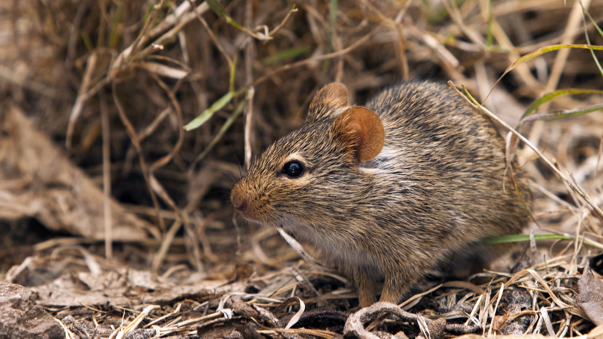 Mastomys Rat Lassa Fever A Mastomys natalensis sits in the grass
