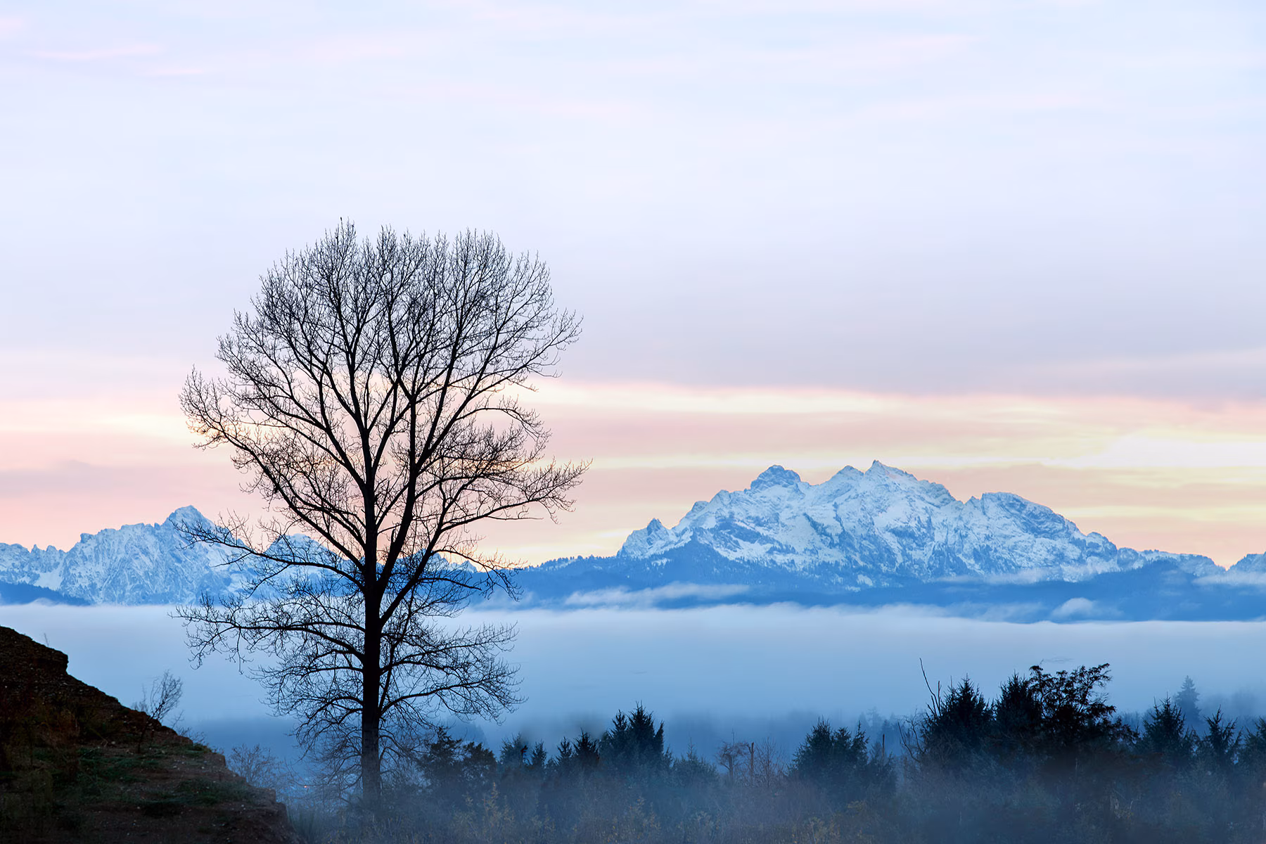 Snohomish County A leafless tree stands against a pastel sunrise with snow-capped mountains in the background.