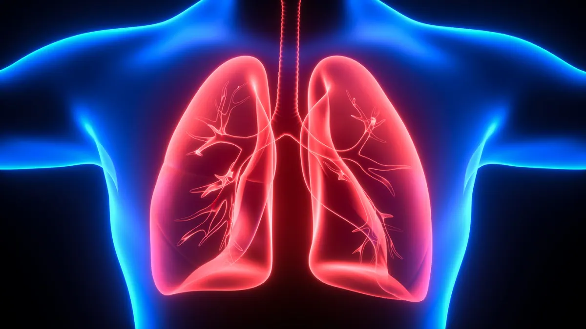 Medical illustration of the lungs