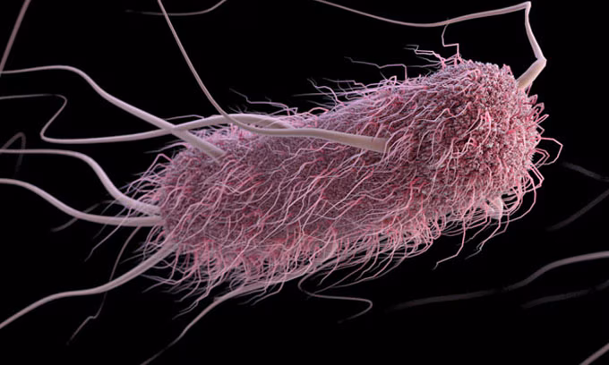 e-coli e. coli