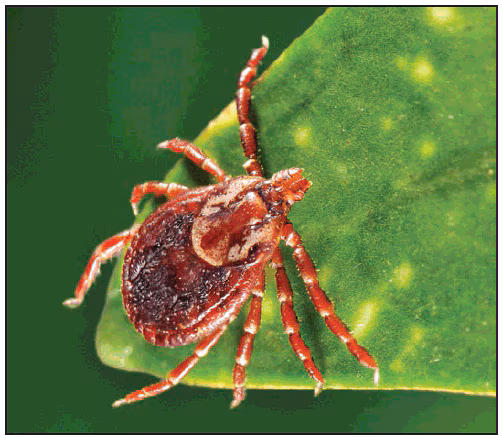 This figure is a photograph showing an adult female Dermacentor variabilis (American dog tick).