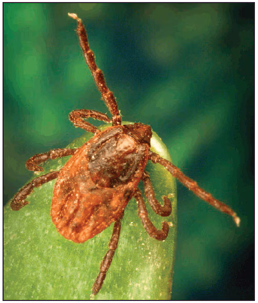 This figure is a photograph showing an adult female Rhipicephalus sanguineus (brown dog tick).