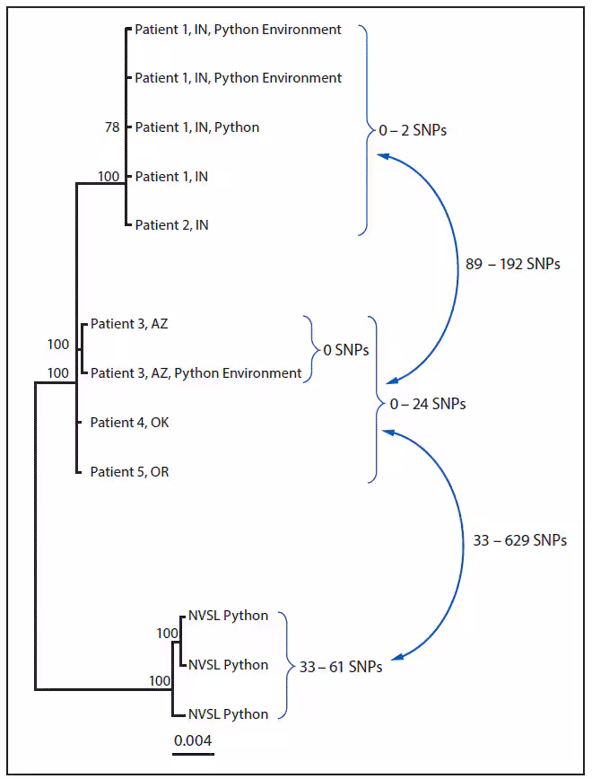 mm6719a7-F The figure above is a diagram showing a whole-genome sequencing analysis of isolate genomes of Salmonella Paratyphi B variant L(+) tartrate + (Java) from human, from Python regius, and from environmental sources associated with the outbreak investigation in the United States in 2017.