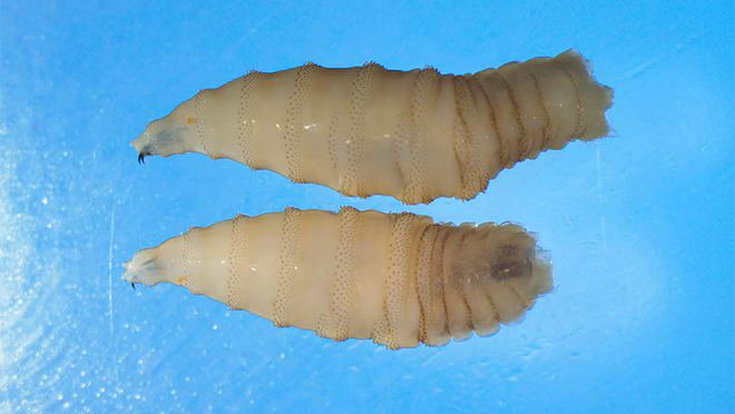 NWS two whole larvae close NWS-two-whole-larvae