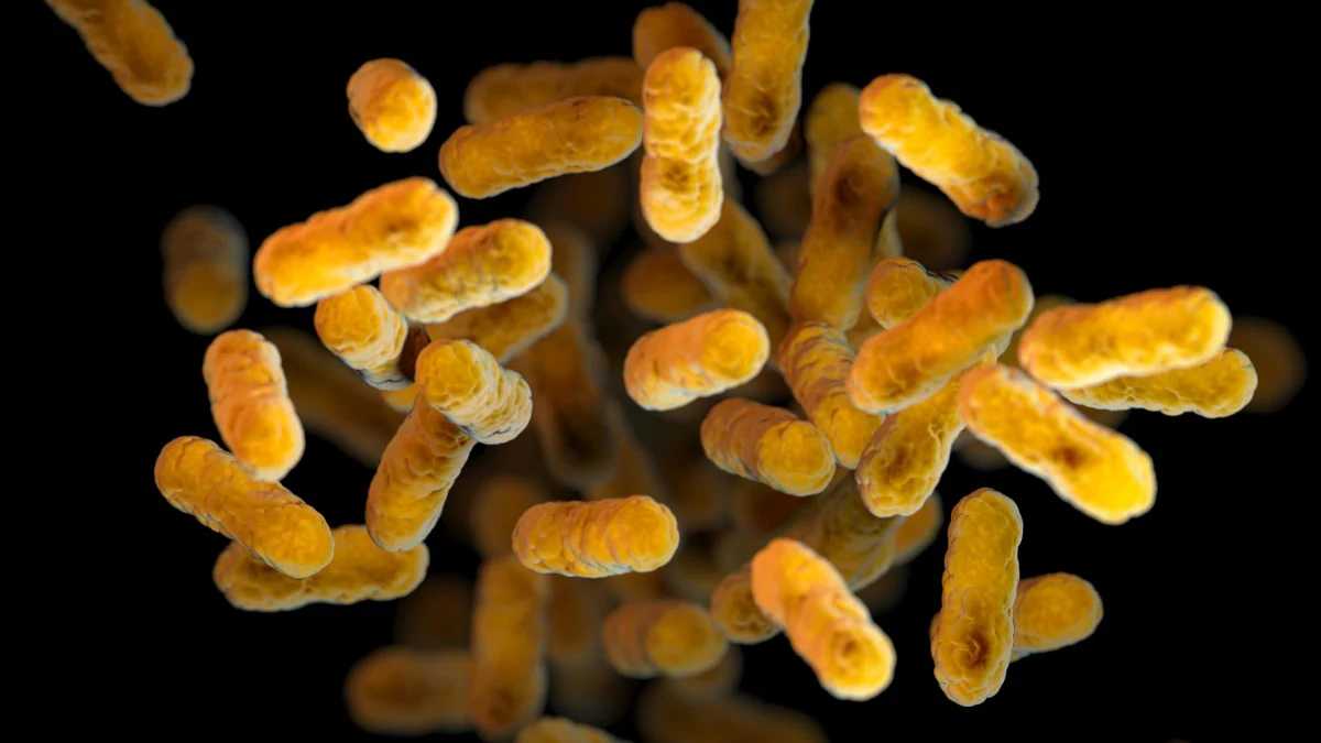 A microscopic image of pertussis. The pertussis bacteria appear yellow against a black background. This image was computer generated.