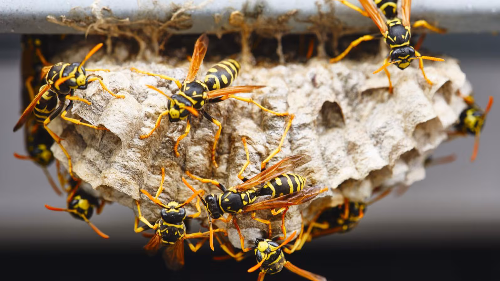 Wasp nest Wasp nest with multiple wasps