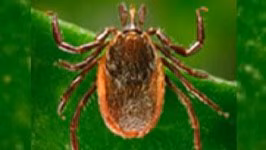 Close-up image of a tick