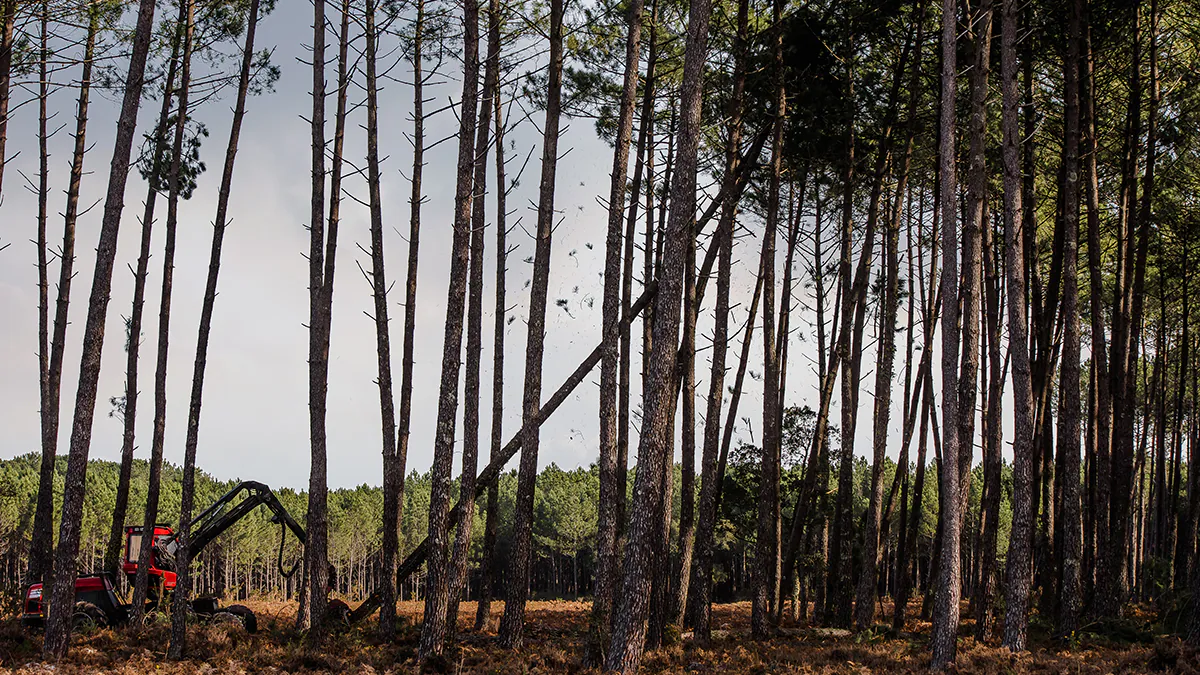 — title missing — landscape work occurring in the woods, where soil might contain histoplasma