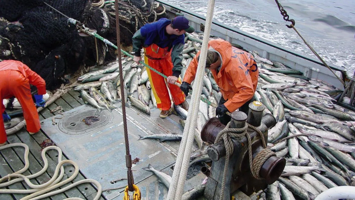 commercialfishingonaboatthumbnail.jpg Commercial fishermen harvesting Chum Salmon in Alaska