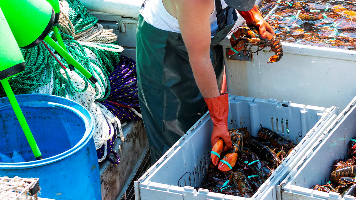 — title missing — Lobster fisherman sorting live Maine lobsters into containers on a fishing boat. iStock / Getty Images Plus
