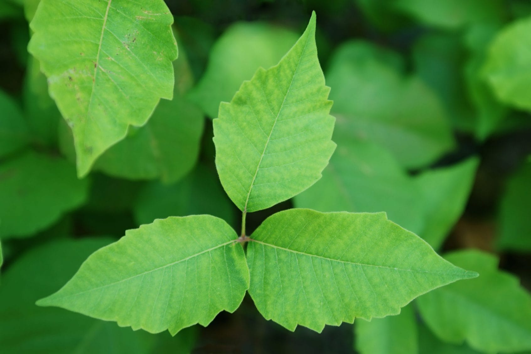Poisonous Plants Close up image of poison ivy