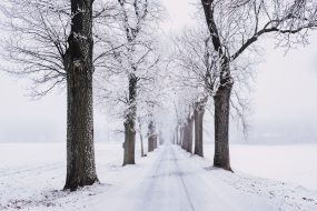branch-cold-fog-839462-small Tree-lined road in the snow.