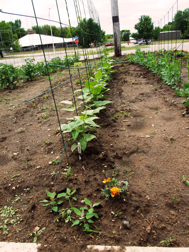 Photo of a garden