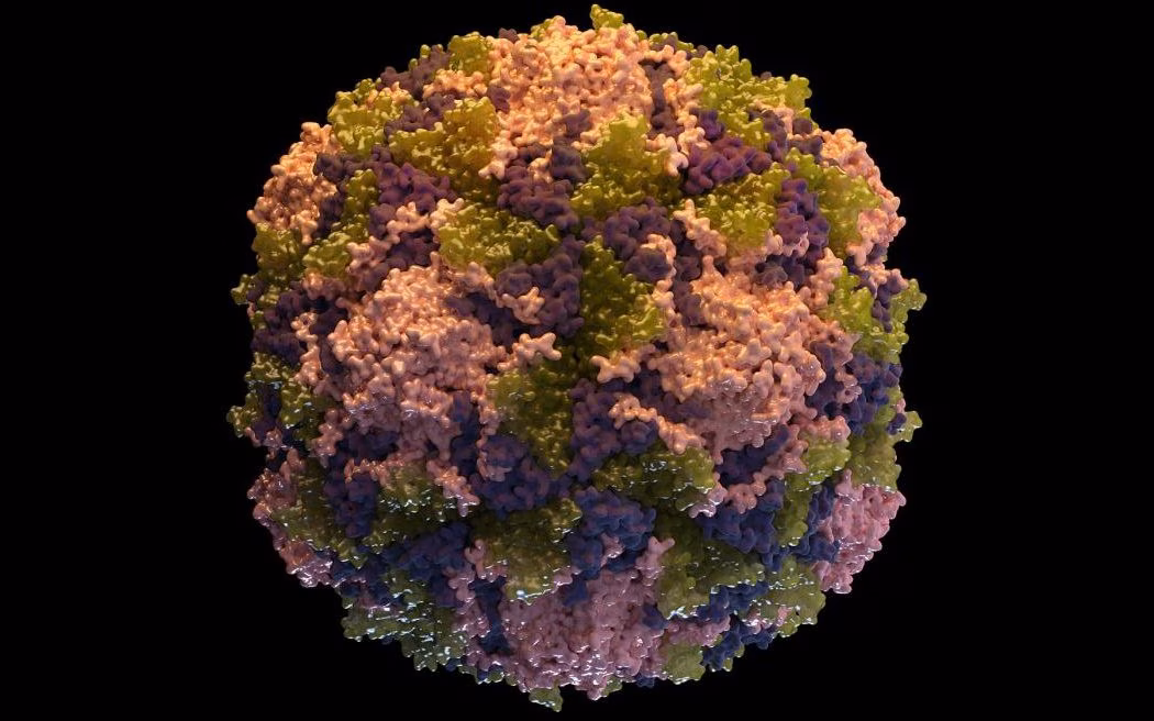 Poliovirus