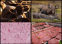 Images of a cow, an elk, slide of CJD affecting the brain, and a case of beef products.