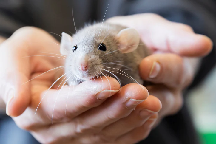 GettyImages1464886497.jpg A mouse in the palm of a hand