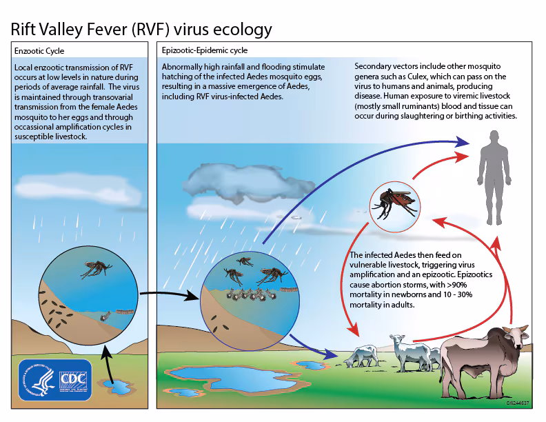 This graphic shows the ecological cycle for the Rift Valley Fever virus (RVFV). Mosquitoes are both a reservoir and vector for RVFV, which means that they can maintain virus for life and transmit it to their offspring via eggs. After periods of heavy rainfall and flooding, an increased number of RVFV infected mosquitos may hatch and pass virus to people and animals. People become infected through mosquito bites and through contact with infected animal blood or tissue.