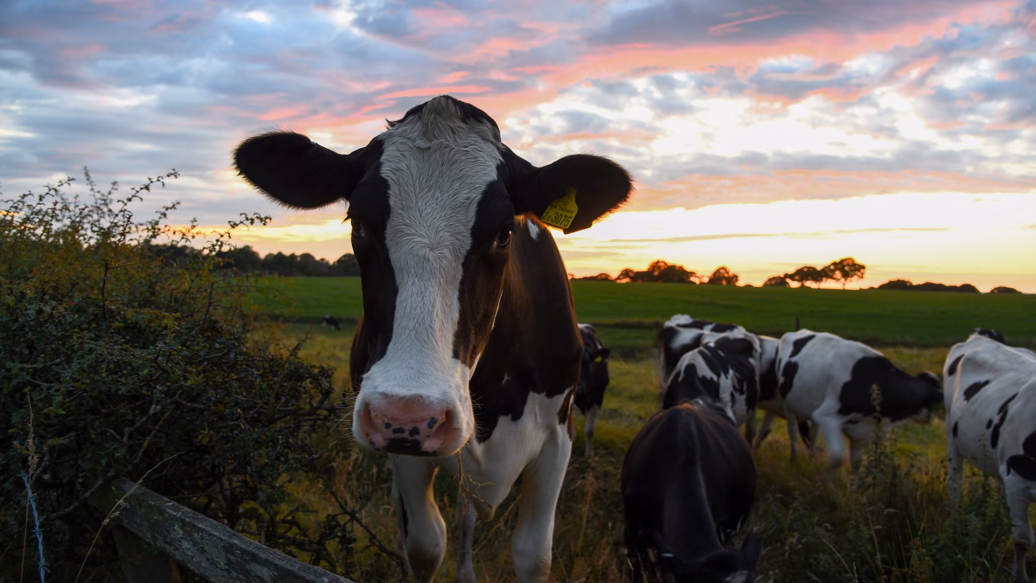 Cow at Sundown Cow at Sundown