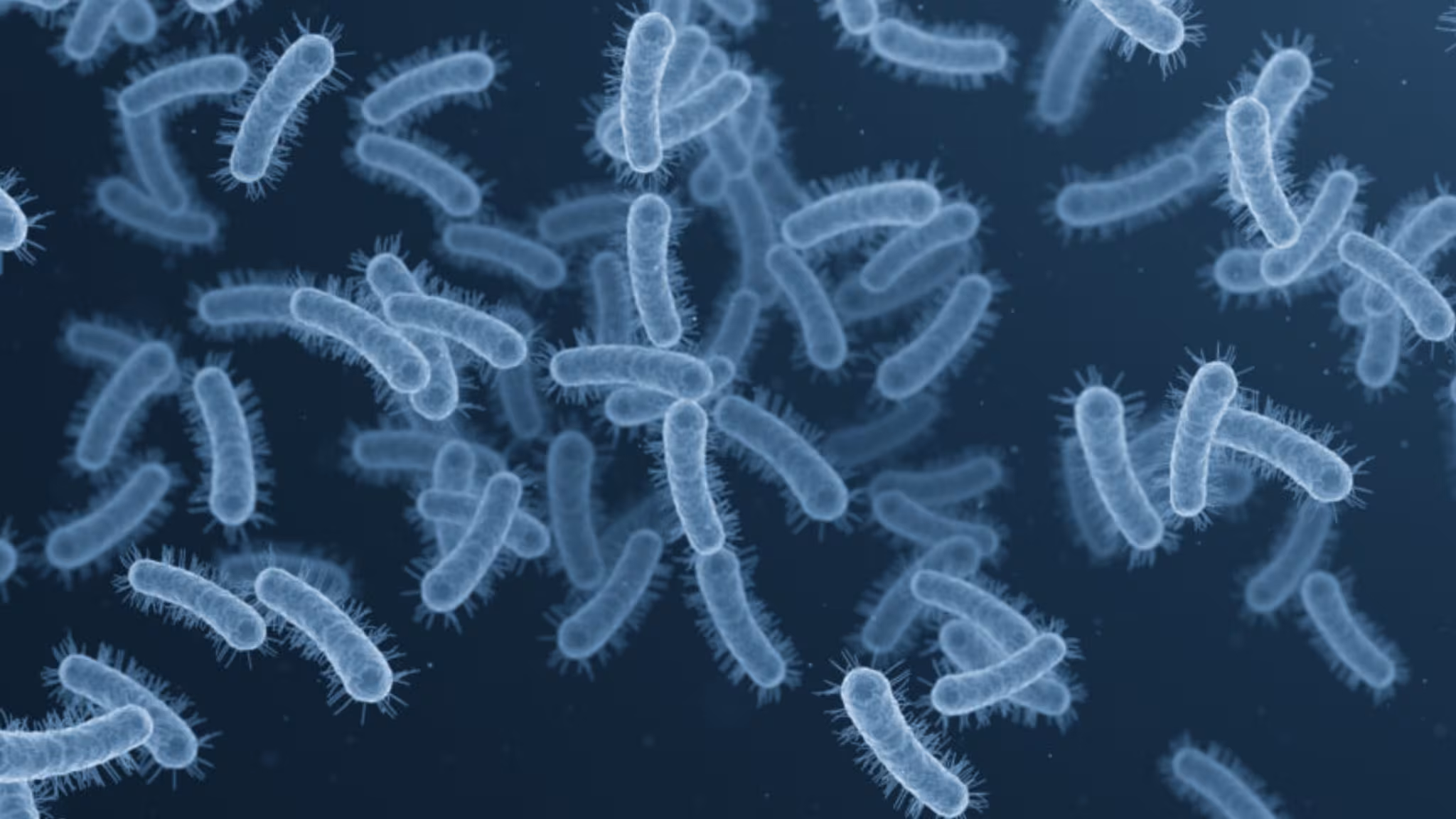 hi-definition image of Shigella germs under a microscope (color added)