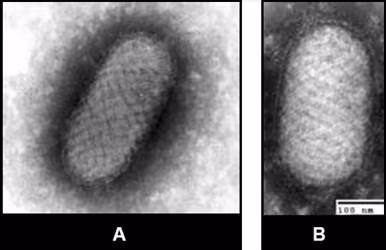 Figure 5 Images of Orf virus from tissue culture and clinical specimen