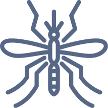 insect insect