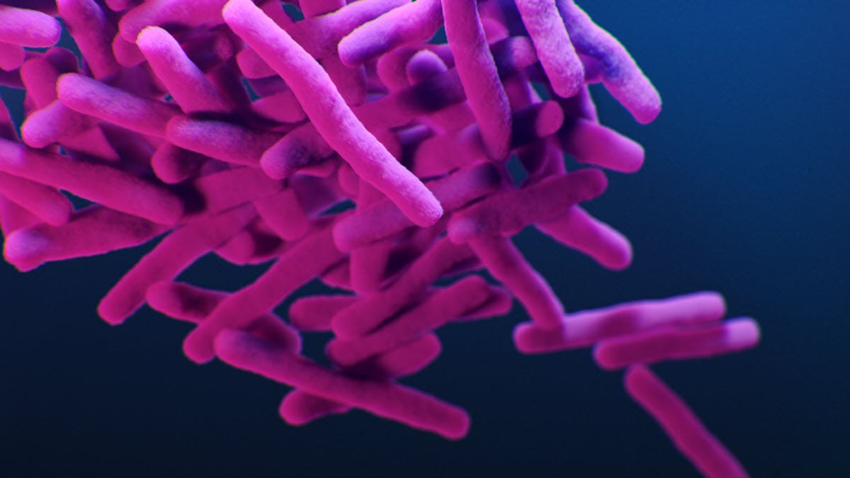 TB bacteria An image of TB bacteria