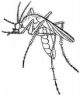 mosquito.jpg clipart of mosquito
