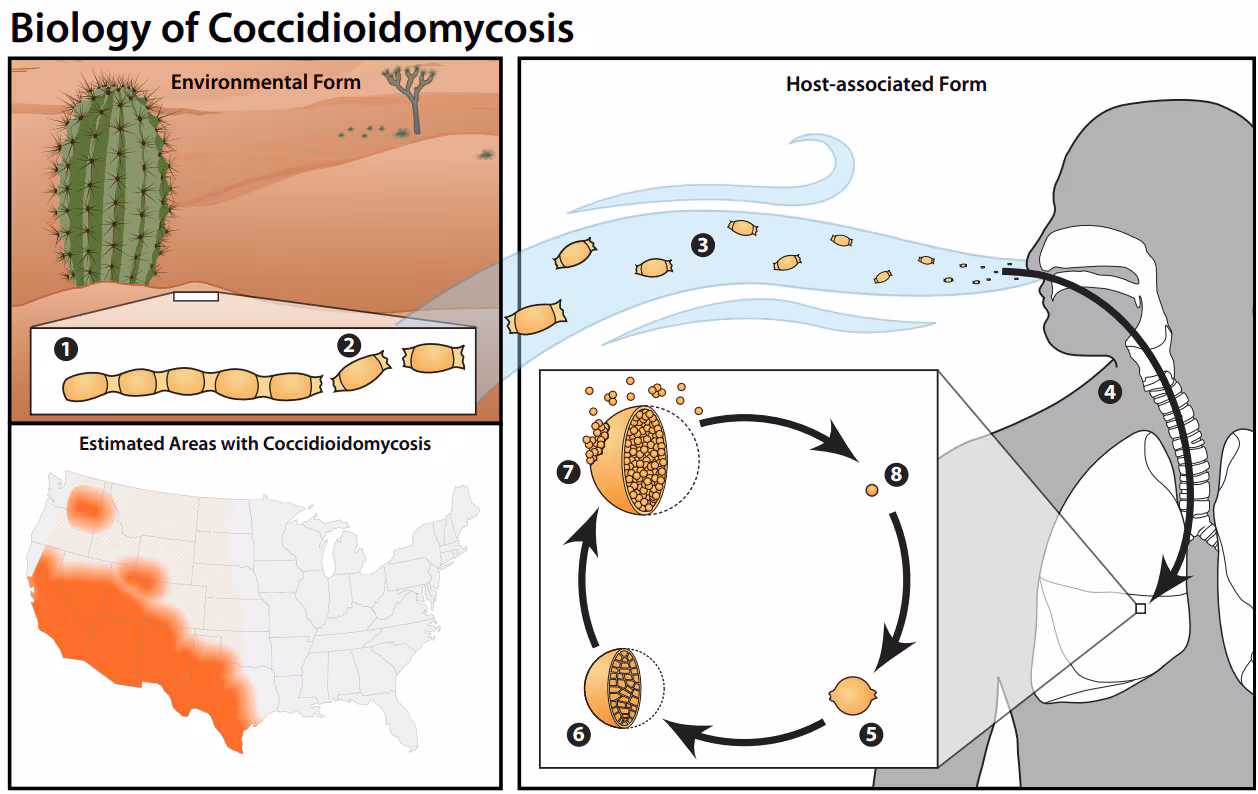Biology of Coccidiodomycosis Image of the life cycle of Coccidioidescapsulatumcapsulatum: Environmental Form, Host-associated Form, and Areas of Endemicity for Coccidioidomycosis
